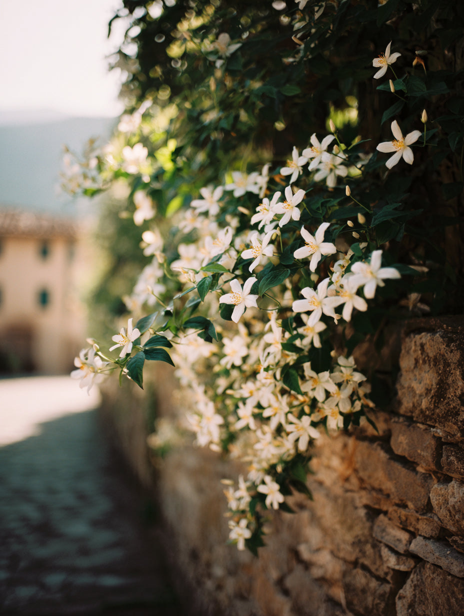 Clare Eau De Parfum &amp; Veil Spray